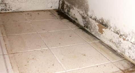 Special Mildew And Mould Treatment